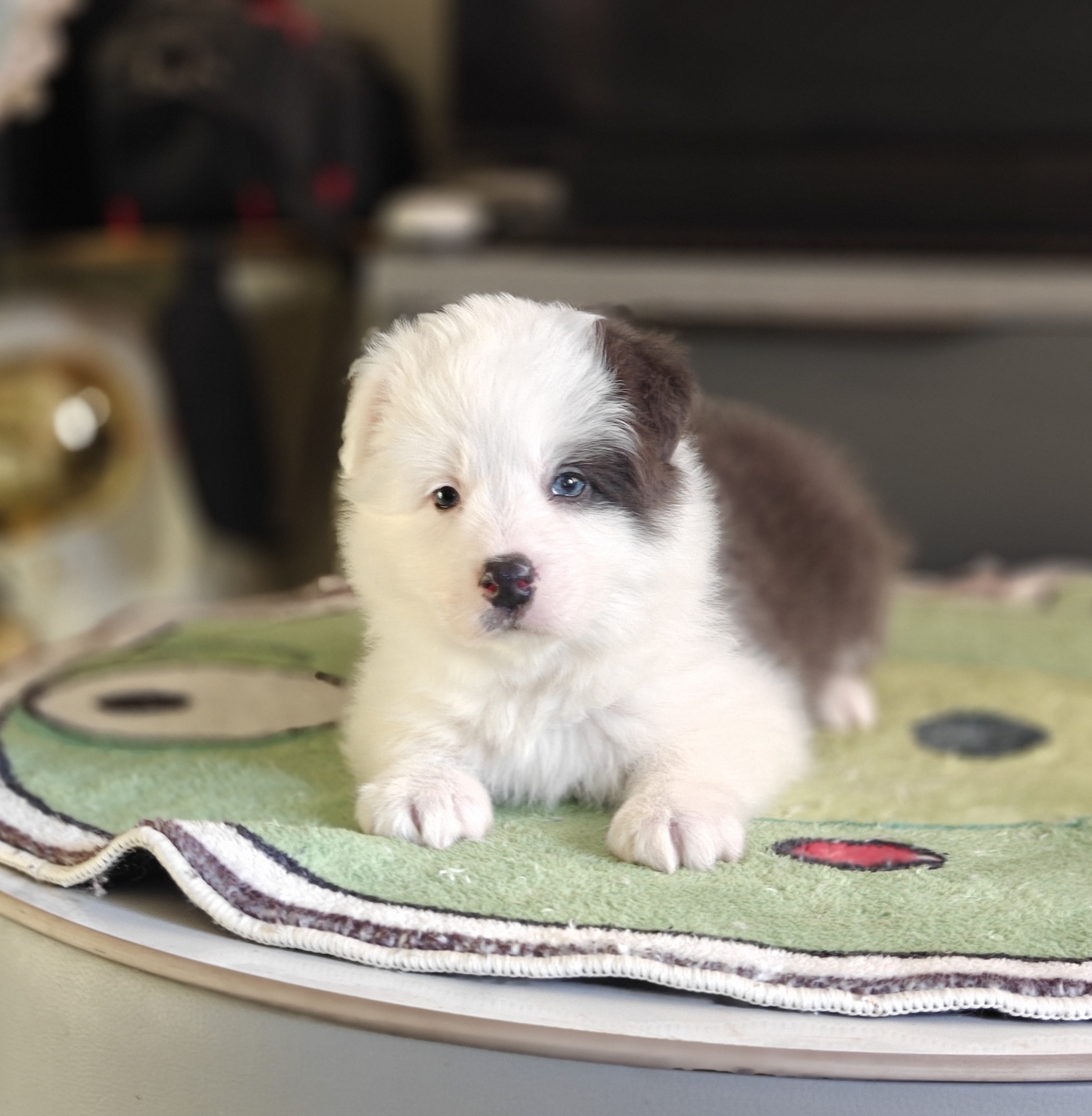 纯种高品质大骨量大毛量蓝白弟弟